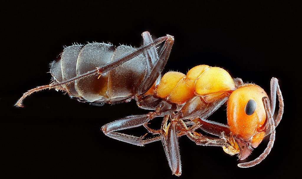 Ant Control service in Reston, VA