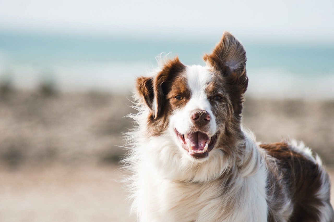 Flea & Tick Control service in Reston, VA