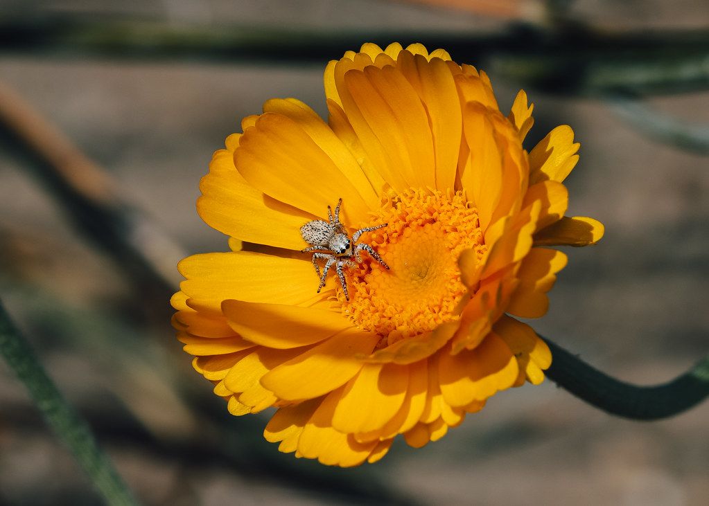 Spider Control service in Reston, VA